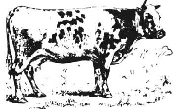 mucca.jpg (14623 byte)
