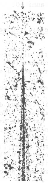 28mesoni.jpg (15354 byte)